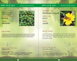 3-medicinal-plant-corner-bhringraj_compress