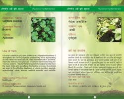4-medicinal-plant-corner-brahmi_compress